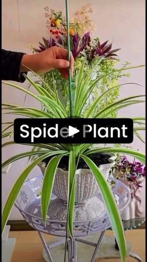 18K views · 9.6K reactions | "🕷️ When your spider plant insists on striking a pose – we've upgraded from spider stand to supermodel stand! 💃🌿 #PlantFashion #SpiderStandGlowUp #plants #plantlover #plantparenthood " | Plant Door | manuraj_collective · Original audio Spider Plants Indoor Display, Spider Plant Topiary, How To Divide Spider Plants, How To Propagate Spider Plant, Growing Spider Plants In Water, Spider Plants, Strike A Pose, Plant Lover, Glow Up?