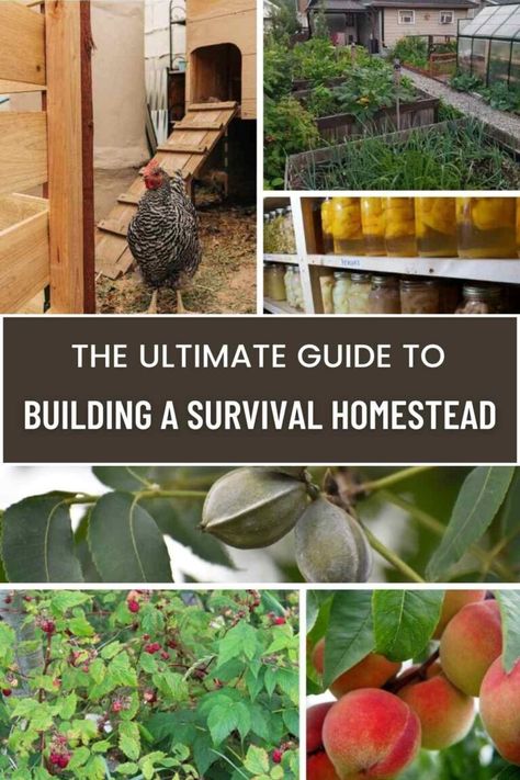 The Ultimate Guide to Building a Survival Homestead: Why You Should and How to Start 12 Christian Homesteading, Homestead Compound, Survival Homestead, Offgrid Lifestyle, Homestead Land, Homestead Diy, Homestead Ideas, Homesteading Diy, Homestead Farm