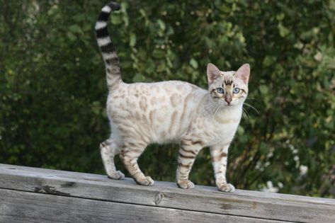 Most up-to-date Free gray Bengal Cats Concepts Initially, when it comes to exactly what is in reality a Bengal cat. Bengal kitties are a pedigree breed this ... #Bengal #Cats #Concepts Grey Bengal Cat, White Bengal Cat, Bengal Kittens, Frida Art, Bengal Kitten, Bengal Cats, Cat Reference, A Seal, Cat Pose