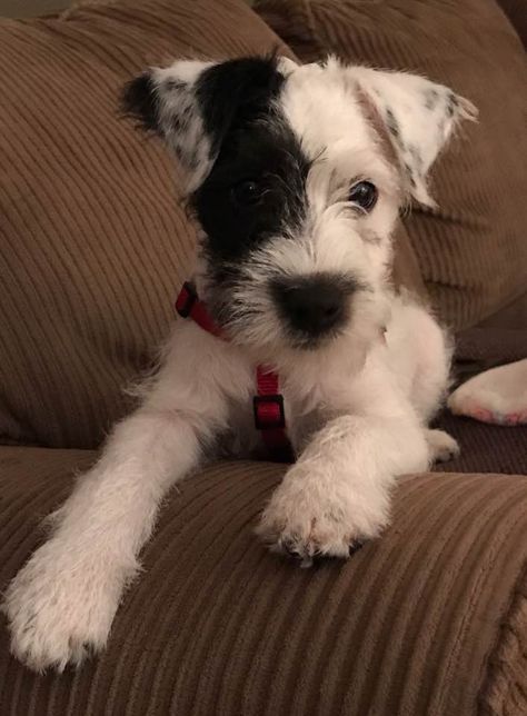 Parsons Russell Terrier, Parson Russell Terrier Puppy, Parson Russell Terriers, Parson Terrier, Dog Drawing Reference, Dogs Pics, Funny Dog Quotes, Parson Jack Russell, Big Dogs Breeds