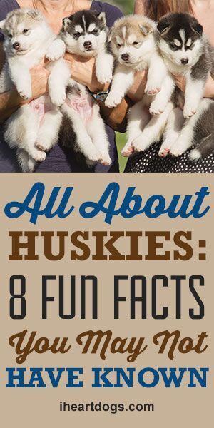 Husky Grooming, Husky Puppy Training, Schnauzer Standard, Husky Facts, Siberian Husky Facts, Husky Tattoo, Husky Drawing, Cool Facts, Husky Funny