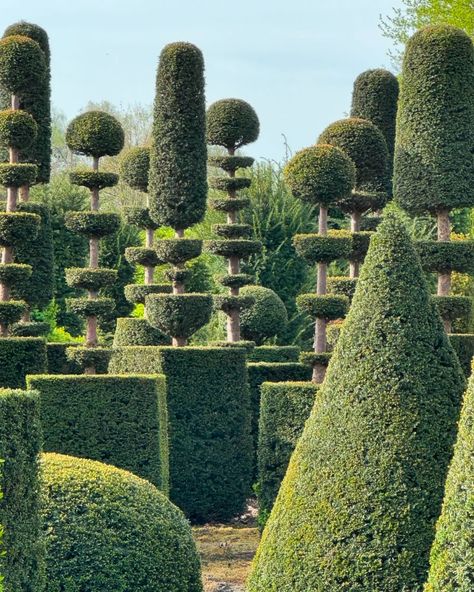 Kwekerij Goossens (@kwekerijgoossens) • Instagram photos and videos Topiary Aesthetic, Moss Topiary, Topiary Garden, Topiary Trees, Garden Architecture, Landscape Architecture Design, Pride Prejudice, Topiaries, Garden Trellis