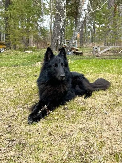 Groenendael Lovers & Owners | Great Photograph 🥰❤️ | Facebook Belgian Shepherd Groenendael, Sheep Dog Puppy, Belgian Sheepdog, Belgian Shepherd, Great Photos, Puppies, Photographer, Dogs, Animals