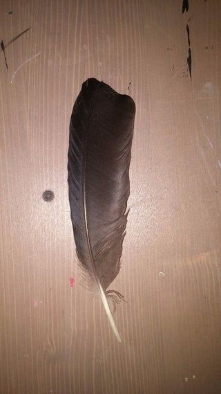 Diy Feather Decor, Feather Art Drawing, Feather Art Projects, Pheasant Feather Decor, Dyi Painting, Native American Art Projects, Finding Feathers, Native American Wall Art, Feather Diy