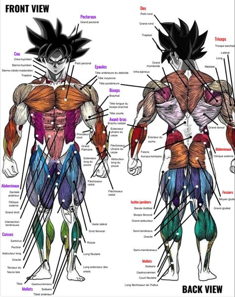 Muscle Diagram, Trening Sztuk Walki, Goku Drawing, Muscular System, Human Anatomy Drawing, Dragon Ball Art Goku, Muscle Anatomy, Human Anatomy Art, Muscle Body