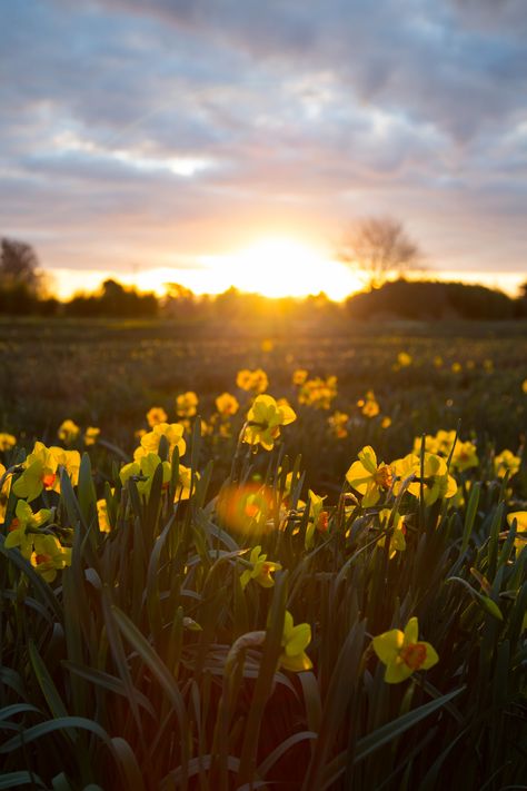 Daffodil fields Daffodils Field, Daffodils Poem, Field Of Daffodils, March Birth Flowers, Narcissus Flower, Daisy Field, Girls Wallpaper, Daffodil Flower, Grass Field