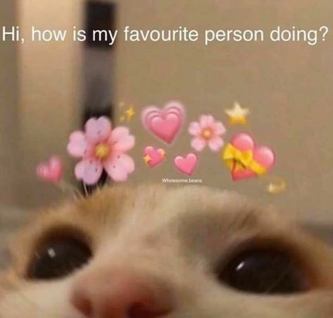 My Favorite Person, Cute Messages, Funny Cat Memes, Cute Memes, Funny Cute Cats, Cute Texts, Reaction Memes, Silly Cats, Reaction Pics