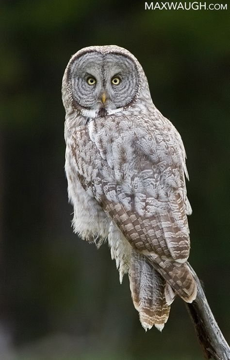 Owl Grey, Great Gray Owl, Nocturnal Birds, Owl Photography, Grey Owl, Circle Tattoos, Great Grey Owl, Owl Photos, Cherry Blossom Tattoo