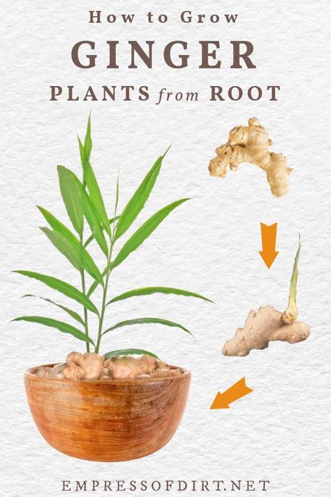 Regrow Ginger Root, Planting Ginger Root, Regrow Ginger, Growing Ginger Indoors, Ginger Plants, Propagation Tips, Patio Gardening, Fruit Growing, Ginger Rhizome