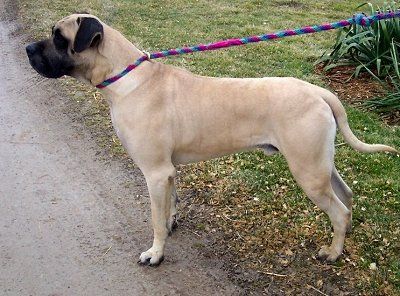 Rudy's double! American Mastiff, British Mastiff, Mastiff Puppies For Sale, Mastiff Dog Breeds, English Mastiff Puppies, Mastiff Breeds, Giant Dog Breeds, Mastiff Puppies, Fierce Animals