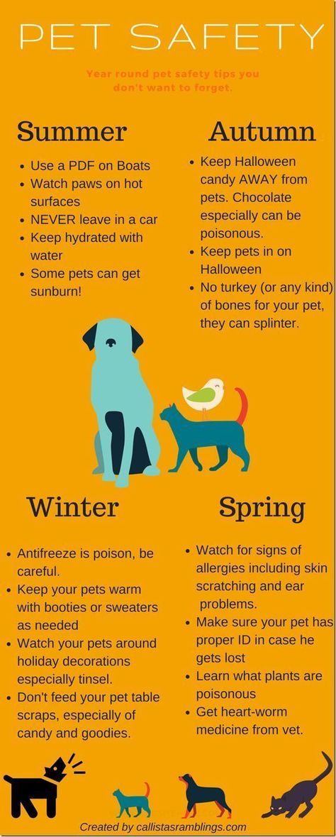 Safety Infographic, Tips For Summer, Dog Health Tips, Food Dog, Game Mode, Baby Care Tips, Dog Info, Dog Safety, Dog Care Tips