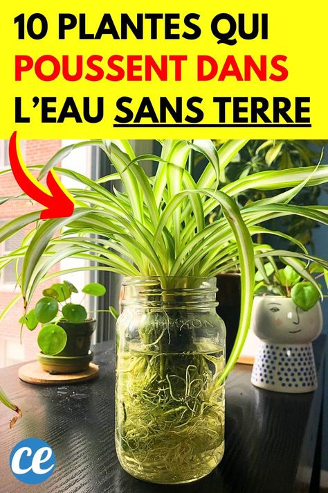 Découvrez les 10 plantes d'intérieur qui poussent facilement dans l'eau, sans nécessiter de terre ! Ces plantes sont parfaites pour apporter une touche verte à votre maison tout en simplifiant l'entretien. Des options populaires comme le pothos, le philodendron ou le bambou de la chance aux plus rares comme la misère pourpre, vous trouverez des plantes adaptées à tous les goûts. Plongez leurs racines dans l'eau et observez-les prospérer dans de magnifiques contenants transparents. Luz Natural, Permaculture, Ikebana, Love Flowers, Flower Pots, Cactus, Exterior, Plants, Flowers