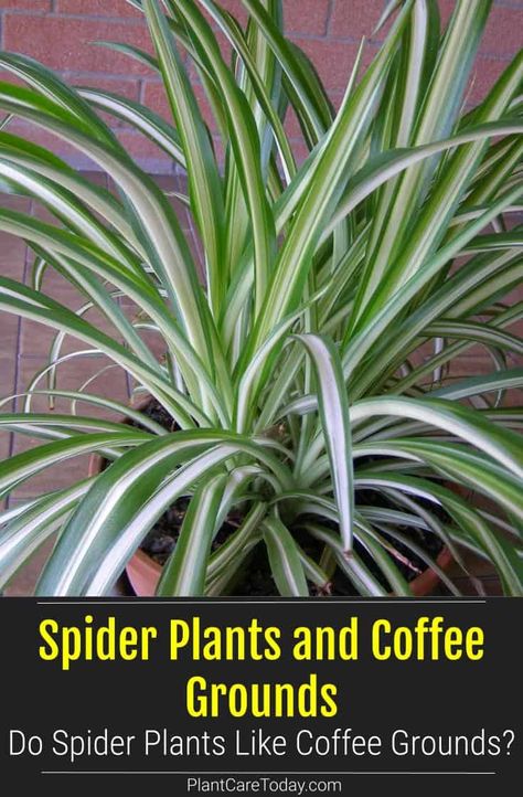 Spider Plant Care Indoor, Inside House Plants, Spider Plant Care, Jew Plant, Indoor Cactus Plants, Chlorophytum Comosum, Wandering Jew Plant, Low Water Plants, Wandering Jew