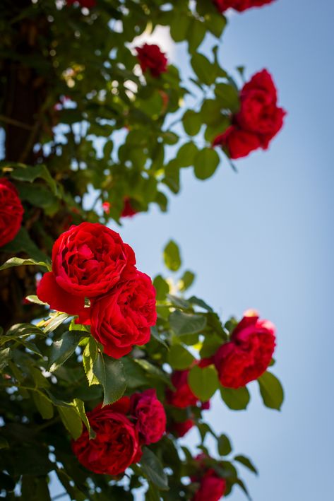 red roses at the elizabeth park rose gardens in hartford, connecticut, photographed by jamie bannon photography. Rose Flower Aesthetic Red, Rose Photography Aesthetic, Roses In Nature, Rose Aesthetic Flower, Rose Flower Aesthetic, Red Rose Photography, Red Rose Aesthetic, Rose Flower Photography, Red Roses Aesthetic