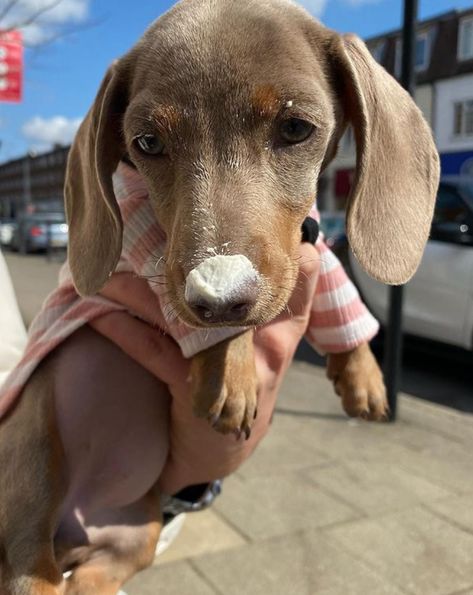 Isabella Dachshund, Lilac Grey, And Peggy, Mini Dogs, Miniature Dachshund, Sausage Dog, Dachshund Dog, Dachshund, Lilac