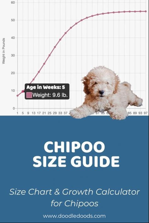 Chipoo Size Guide Chipoo Puppies, Chipoo Dogs, Puppy Growth Chart, Weight Calculator, Poodle Mix Breeds, Doodle Puppy, Cool Doodles, Hybrid Dogs, You Doodle