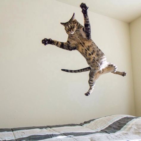 Oh Sh*t! Cat Jumping, Jumping Cat, Flying Cat, Cat Reference, Dancing Cat, Cat Owners, All About Cats, Cat Photo, Crazy Cats