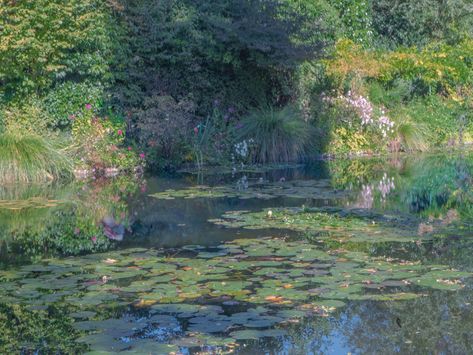 (1) Samantha Cavet on Twitter: "Monet’s garden photographed by me https://t.co/ts4d6u2njH" / Twitter Luke Core, Botany Aesthetic, Green Aura, Victorian Paintings, Art Fashion Photography, Siren Mermaid, Background Phone, Pond Landscaping, Water Lilly