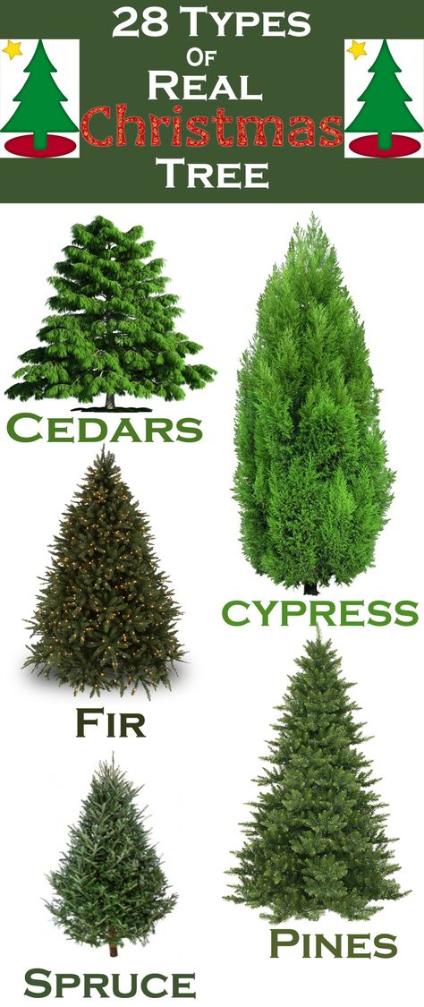 28 Types of Real #Christmas #Trees Around the #World Christmas Real Tree Ideas, Decorating Live Christmas Trees, Types Of Real Christmas Trees, Christmas Tree Types Real, Planting Christmas Trees, Real Christmas Trees, Christmas Tree Types, Different Types Of Christmas Trees, Real Tree Decorating Ideas