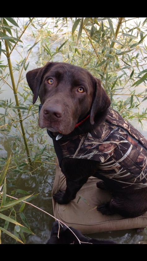 Blue - Lab Chocolate Lab Hunting Dog, Golden Retriever Hunting Dog, Chocolate Lab Hunting, Chocolate Labradors, Dog Pond, Chocolate Lab Puppies, Labrador Puppies, Chocolate Babies, Bird Dog