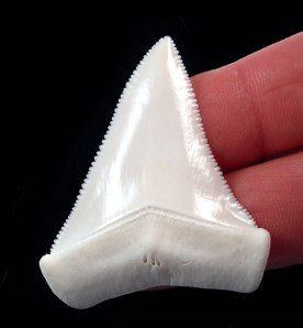 In Florida, locals and tourists both share a fascination with finding a shark’s tooth.  Why are we so enthralled by these creatures?  Is it the fear they strike in our very core?  Is it the b… Shark Tooth Tattoo, Great White Shark Teeth, Tooth Tattoo, Shark Painting, Sharks Teeth, Shark Pictures, Shark Jaws, Peace River, Mako Shark