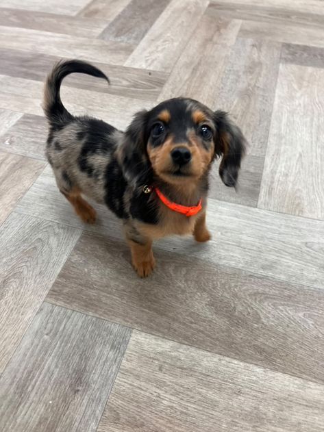 Fluffy Winnie Dog, Fluffy Daschund Puppies, Weenier Dog Puppies, Blue Dapple Mini Dachshund, Dutch Hound Dachshund, Chihuahua Mixed With Weiner Dog, Mini Weenie Dogs, Border Collie Cocker Spaniel Mix Dogs, Mini Duchound