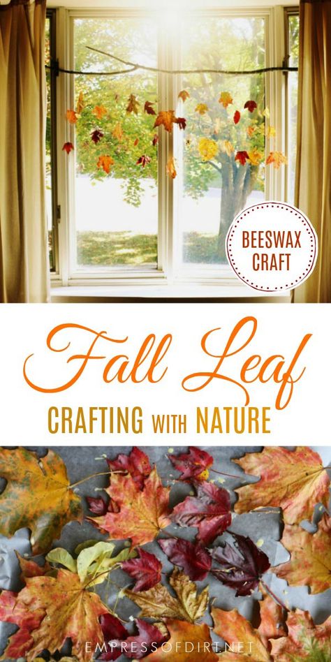 This project uses colorful fall leaves dipped in beeswax to preserve the beauty of the season in a decorative hanging banner. #autumncraft #fallcraft #fallleaves #naturecraft #craftprojects #seasonalcrafts #leaves #diy #empressofdirt Preserving Leaves, How To Preserve Leaves, Leaf Craft, Autumn Leaves Craft, Autumn Leaf Color, Nature Craft, Exploring Nature, Deco Nature, Leaves Autumn