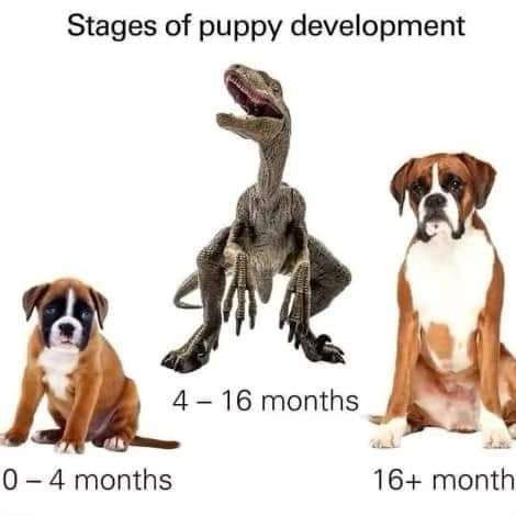 Stages of puppy development Dog Owner Memes, Puppy Development, Puppy Stages, Funny Dog Memes, Fluffy Dogs, Popular Dog, Funny Animal Memes, Dog Memes, New Puppy