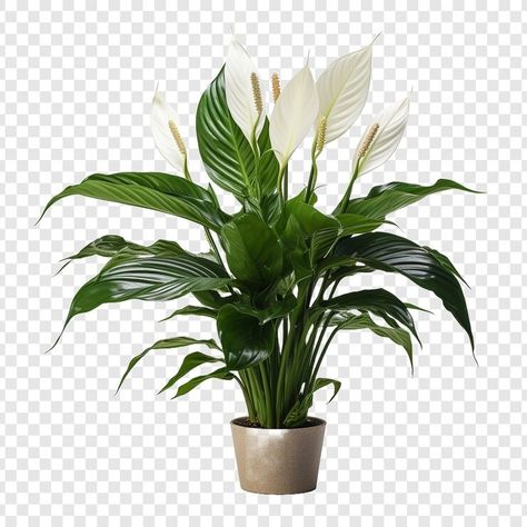 Spathiphyllum Wallisii, Peace Lily, Iconic Photos, Psd Files, Flower Vase, Free Psd, Vector Photo, Flower Vases, Free Photos