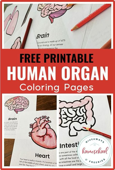 If you are learning about the human body in your homeschool, then these free human anatomy worksheets and printables will be a great supplement to your science curriculum. Includes: anatomy coloring pages, fact cards, cheat sheets, anatomy worksheets, human body systems research journals, and more. Anatomy Activities, Human Body Homeschool, Fun Anatomy, Anatomy For Kids, Human Body Lesson, Human Body Vocabulary, Human Body Printables, Body Systems Worksheets, Human Body Unit Study