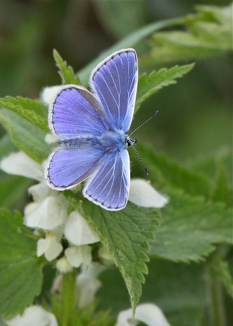 Adonis Blue Butterfly, Male Butterfly, Polyommatus Icarus, Beautiful Wings, Blue Butterfly Wallpaper, Butterflies And Dragonflies, Birds And The Bees, Bees And Butterflies, Animal Groups