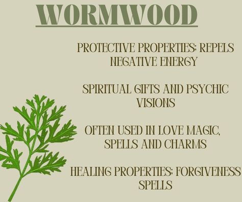 Worm wood is also known for its protective abilities and its use in healing, divination, and love spells. Wormwood Herb Benefits, Benefits Of Wormwood, Wormwood Benefits, Worm Wood Herb Benefits, Burdock Magical Properties, Wormwood Magical Properties, Bamboo Magical Properties, Magickal Herbs, Magic Herbs