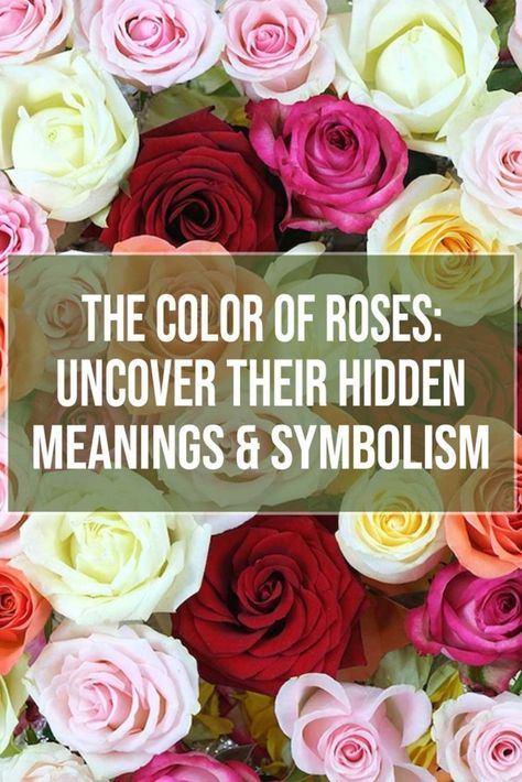 Discover the hidden meanings and symbolism behind different colors of roses, from passionate red to vibrant yellow and everything in between! Color Of Roses, Colors Of Roses, Rose Colors, Language Of Flowers, Rose Color, Victorian Era, Different Colors, Meant To Be, Roses