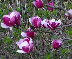 Magnolia Denudata, Tulip Magnolia, Container Planting, Temple Gardens, Reddish Purple, Magnolia Tree, Purple Interior, Specimen Trees, Black Tulips