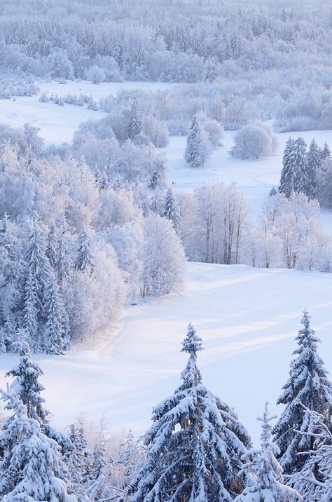 Haanja Upland in winter seen from Suur Munamägi observation tower, the highest peak in Estonia Estonia In Winter, Estonia Winter, Houses In France, Beautiful Yards, End Of Days, Winter Is Here, Winter Pictures, Winter Photography, Estonia