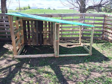 How to build a goat shelter using pallets. An easy and cost effective way to use easy to find material to make great winter shelters for your goats. Pallet Goat Shelter, Keeping Goats, Goat Health, Goat Shed, Goat Shelter, Goat Pen, Goat House, Goat Care, Goat Barn