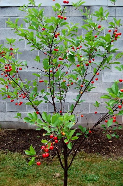 Montmorency Cherry Tree. It is a popular sour cherry for pies and tarts! You only need one tree to produce fruit. Grows 12-15' at maturity. Patio Tomatoes, Montmorency Cherry, Fruits Garden, Tomato Pruning, Cherry Plant, Prune Fruit, Growing Tomato Plants, Fruit Farm, Tomato Farming