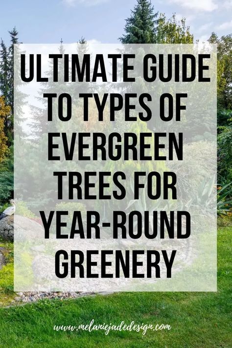 Transform your garden into a year-round oasis with our 'Ultimate Guide to Types of Evergreen Trees'. Learn about different species perfect for maintaining greenery all year, their care tips, and landscaping ideas. Ideal for gardeners and landscape enthusiasts! #EvergreenTrees #GardeningTips #LandscapeDesign Evergreen Garden Design, Types Of Evergreen Trees, Tree Types, Jade Design, Evergreen Garden, Outdoor Space Design, Hotel Interiors, Evergreen Trees, Vibrant Flower