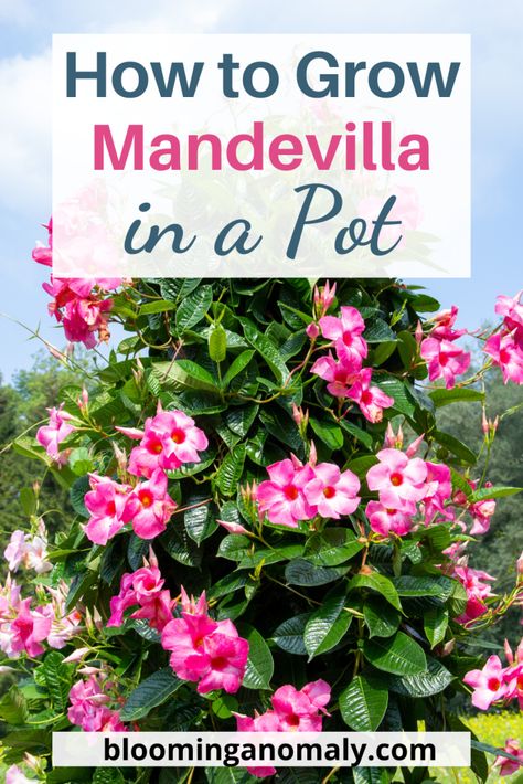 Mandevilla Flower Pots, Mandevilla Container Ideas, Mandavilla Flower Pots, Mandavilla Potting Ideas, Mandevilla Trellis Ideas, Mandevilla In Pots, Mandevilla Vine Ideas Trellis, Small Backyard Flower Garden Ideas, Mandevilla Vine Ideas Pots