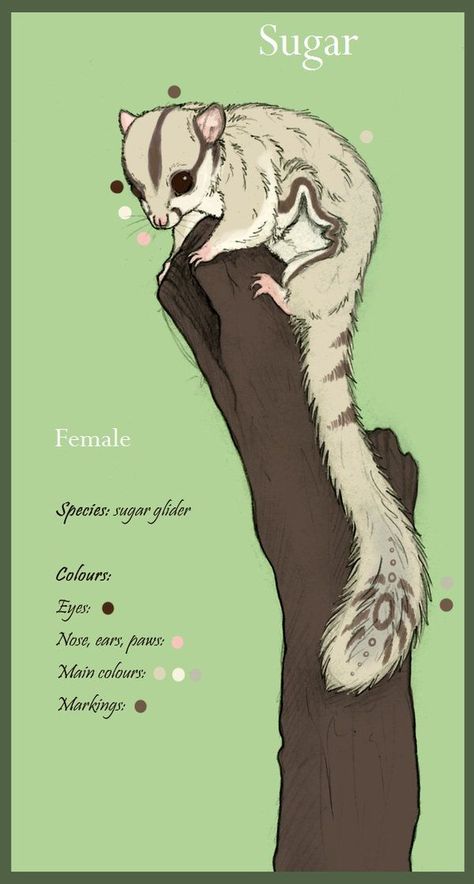 Sugar Glider Cage, Sugar Bears, Animal Illustration Art, Australia Animals, Animal Help, Sugar Glider, Anime Animals, Mythical Creatures Art, Animal Sketches