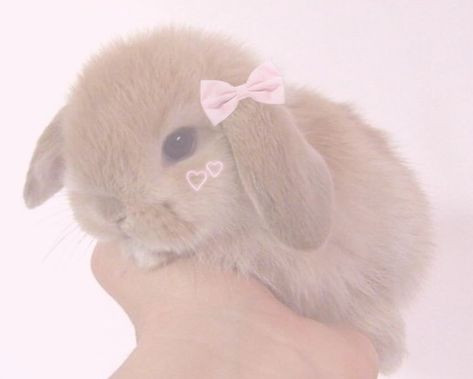 Bunny Binky, Fluffy Bunnies, Comfy Place, Soft Pink Theme, Bunny Pictures, Aesthetic Coquette, Baby Bunny, Pink Themes