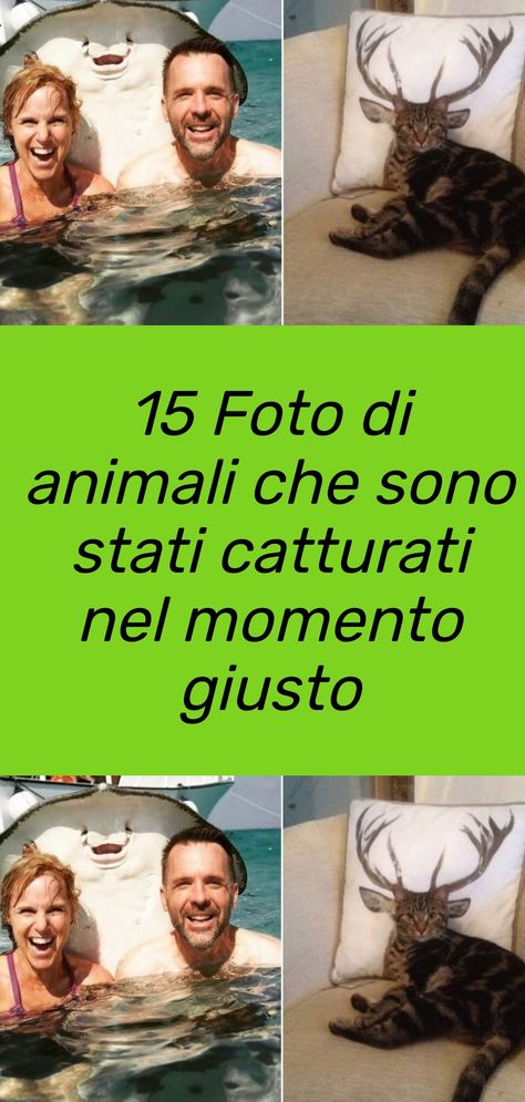 Una raccolta di 15 foto di animali che sono stati catturati nel momento giusto, in momenti inaspettati e simpatici #animali Movie Posters, Art, Film Posters