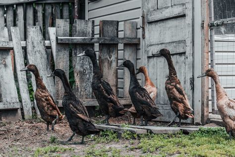 Indian Runner Ducks | Chickens And More Ducks For Beginners, Indian Runner Ducks, Garden Homestead, Raising Ducks, Runner Ducks, Eggs For Sale, Temple Ruins, Duck House, Chicken Health