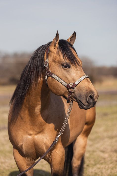 Quarter Horse Buckskin, Buckskin Quarter Horse, Buckskin Horses, Novel Aesthetic, Buckskin Horse, Photography Horse, Reining Horses, Horse Colors, Victorian Paintings