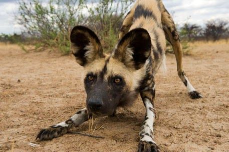 Amazing Animals Pictures: The African wild dog, The Lycaon (Lycaon pictus) (20 Pics) Laughing Reaction, Endangered Animals Project, Dog Laughing, African Hunting Dog, Laughing Videos, African Hunting, Different Types Of Animals, Goofy Dog, Wild Dog