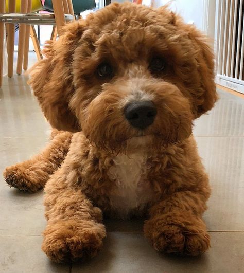 Best Labradoodle Haircuts (Puppy Cut, Teddy Bear Cut, etc.) 16 Labradoodle Teddy Bear Cut, Labradoodle Haircuts, Labradoodle Hair, Labradoodle Haircut Style, Poodle Teddy Bear Cut, Labradoodle Haircut, Labradoodle Grooming, Teddy Bear Poodle, Goldendoodle Haircuts