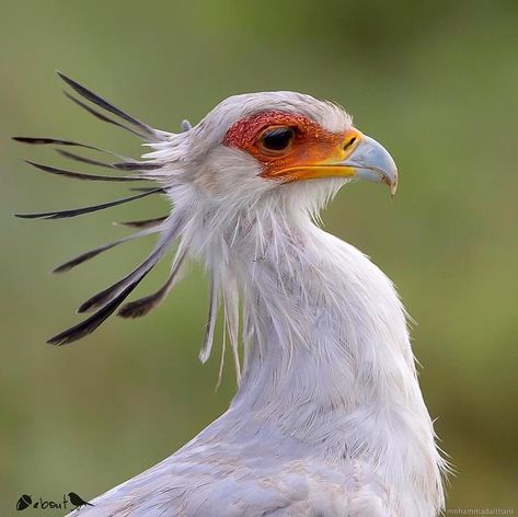 The Secretary Bird, Secretary Bird Aesthetic, Secretary Bird Oc, Secretary Bird Art, Secretary Bird Drawing, Sagittarius Bird, Shout Drawing, Bird Reference Photos, Secretary Birds