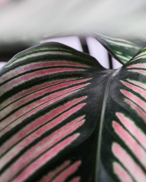 Calathea plant care tips for beginners - Indoor Plant Care N’joy Pothos, Peacock Plant, Lipstick Plant, Zebra Plant, Calathea Plant, Decorative Leaves, Prayer Plant, Pot Plants, Indoor Plant Care