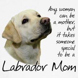 #lab Lab Quotes, Labrador Retriever Quotes, Labrador Mom, Yellow Labs, Chocolate Labs, Known And Loved, Lab Dogs, Most Popular Dog Breeds, Labrador Retriever Puppies