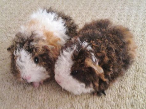 baby texel guinea pigs | Zoe Fans Blog Cute Animals Pictures, Guinea Pig Breeding, Baby Guinea Pigs, Guinea Pig Bedding, Pet Guinea Pigs, Guinea Pig Care, Cute Guinea Pigs, Guinea Pig Cage, Animals Pictures